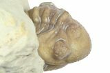 Enrolled Kainops Trilobite - Black Cat Mountain, Oklahoma #362993-3